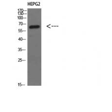 Anti-MIA2 antibody