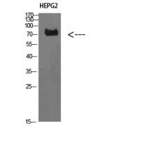 Anti-TRIF antibody
