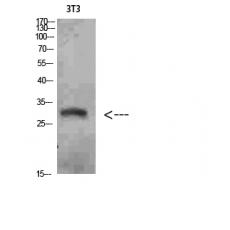 Anti-Nanos Homologue 1 (NANOS1) antibody