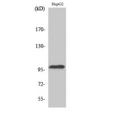 Anti-Topo IIIβ-1 antibody