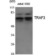 Anti-TRAF3 antibody