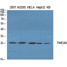 Anti-TWEAK antibody