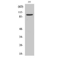 Anti-TRAP100 antibody