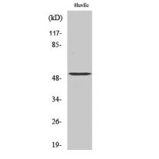 Anti-Tubulin α-3C/D/E antibody