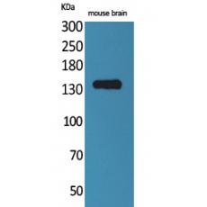Anti-Contactin 1 antibody