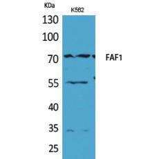 Anti-FAF1 antibody
