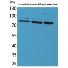 Anti-CUL-4B antibody