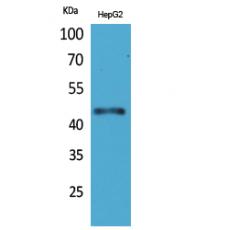 Anti-HoxD3 antibody