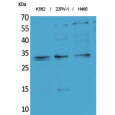 Anti-SCP-3 antibody