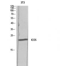 Anti-ICOS antibody