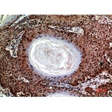 Anti-SEC22B antibody