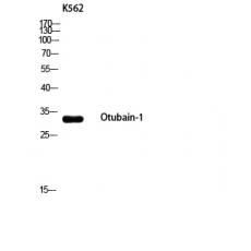 Anti-Otubain-1 antibody