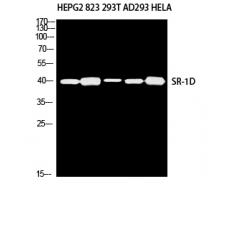 Anti-SR-1D antibody
