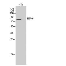 Anti-BMP-6 antibody