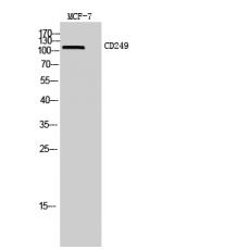 Anti-CD249 antibody