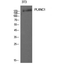 Anti-CD232 antibody