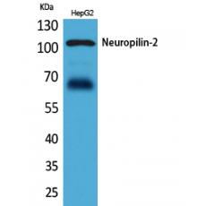 Anti-Neuropilin-2 antibody