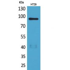 Anti-Neuregulin-2 antibody