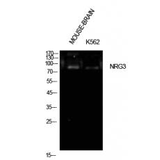 Anti-Neuregulin-3 antibody