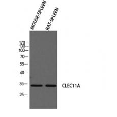 Anti-SCGF antibody