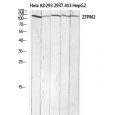Anti-FOG-2 antibody
