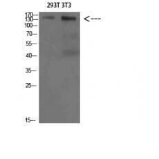 Anti-AMBRA1 antibody