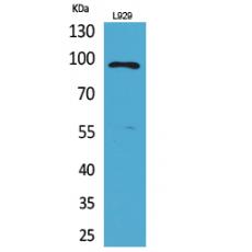 Anti-Osteoglycin antibody