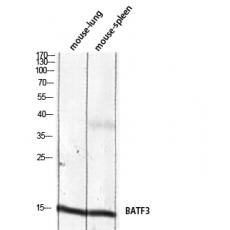 Anti-BATF3 antibody