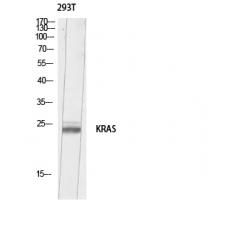 Anti-K-Ras antibody