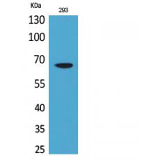 Anti-VGF antibody