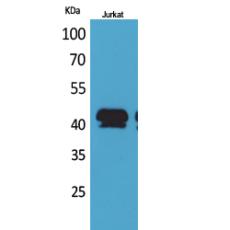 Anti-BMP-8A antibody