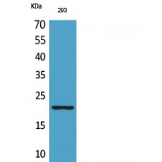 Anti-ARP antibody