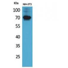 Anti-CD316 antibody