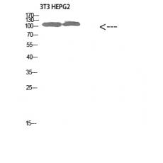 Anti-Collagen alpha-1(XXVIII)Polyclonal Antibody