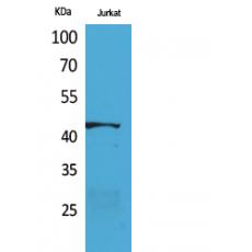 Anti-E2F-4 antibody