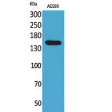 Anti-NTE antibody