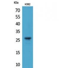 Anti-FGF-8 antibody