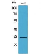 Anti-MAPK Organizer 1 antibody