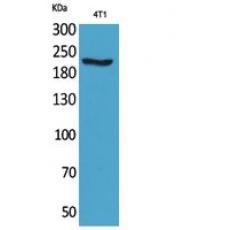 Anti-MYH-pan antibody