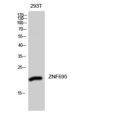 Anti-ZNF695 antibody