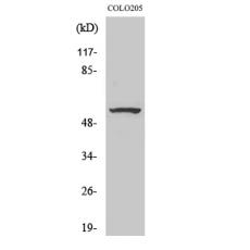 Anti-ZNF682 antibody
