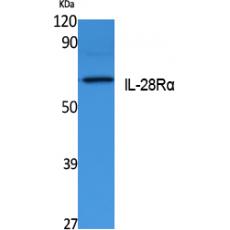 Anti-IL-28Rα antibody