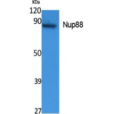 Anti-Nup88 antibody