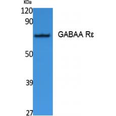 Anti-GABAA Rε antibody