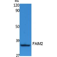 Anti-FAIM2 antibody