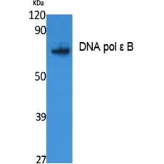 Anti-DNA pol ε B antibody