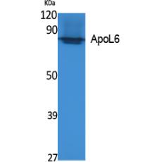 Anti-ApoL6 antibody