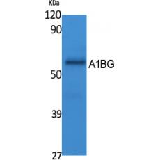 Anti-A1BG antibody