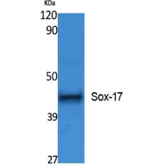 Anti-Sox-17 antibody