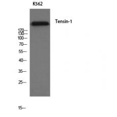 Anti-Tensin-1 antibody